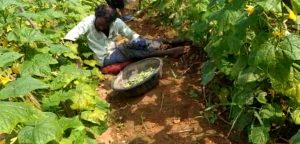 Chitradurga role model of balanna