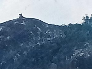 Chitradurga tiger  pratyaksha
