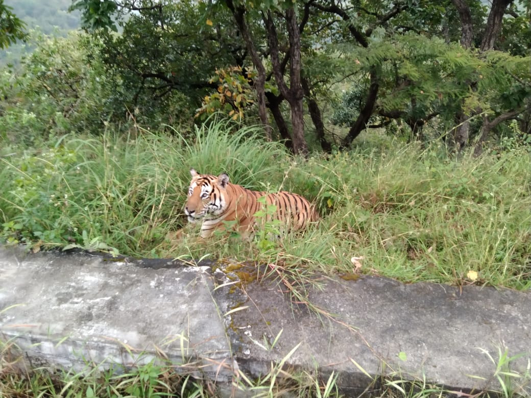 Chitradurga tiger pratyaksha