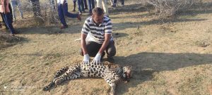 Chitradurga fight between two cheeta one death
