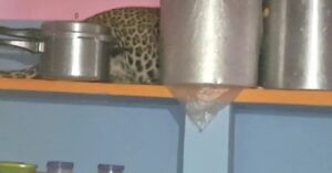 Chitradurga cheeta hide in house 